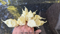 Jay's White Ghost Scorpion - Pepper Seeds - White Hot Peppers